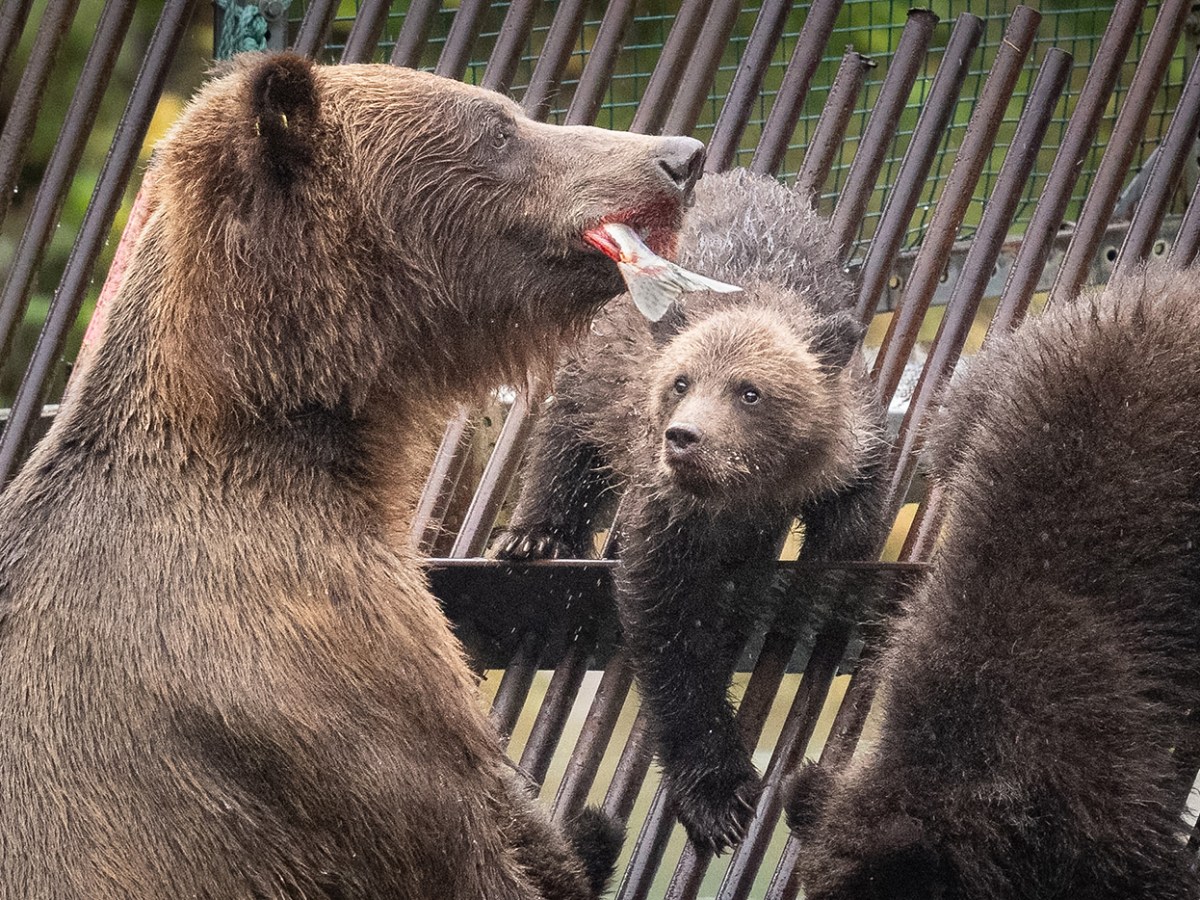 Photos from the Wild: Haines,&nbsp;Alaska